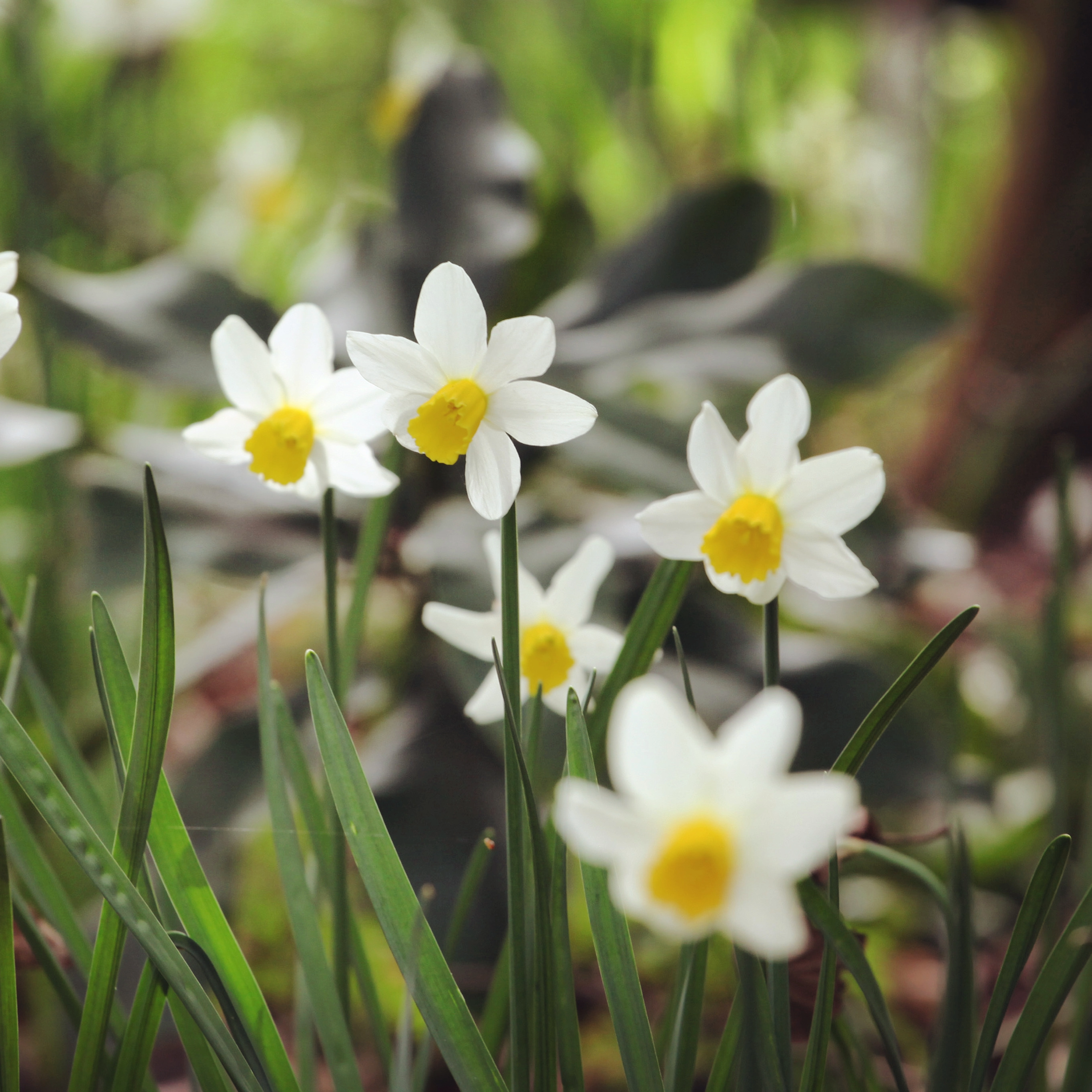Daffodil 'Snipe'