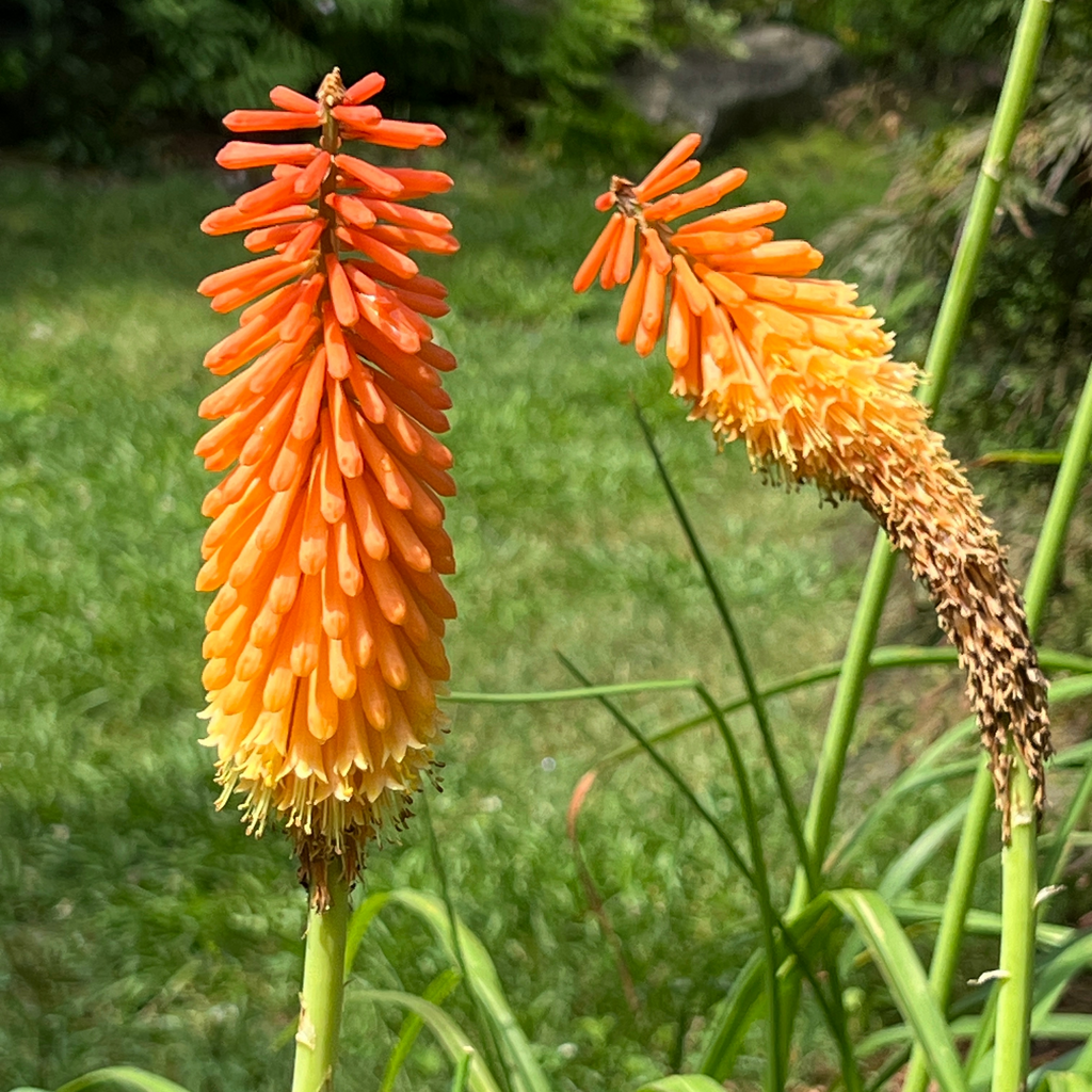Red Hot Poker