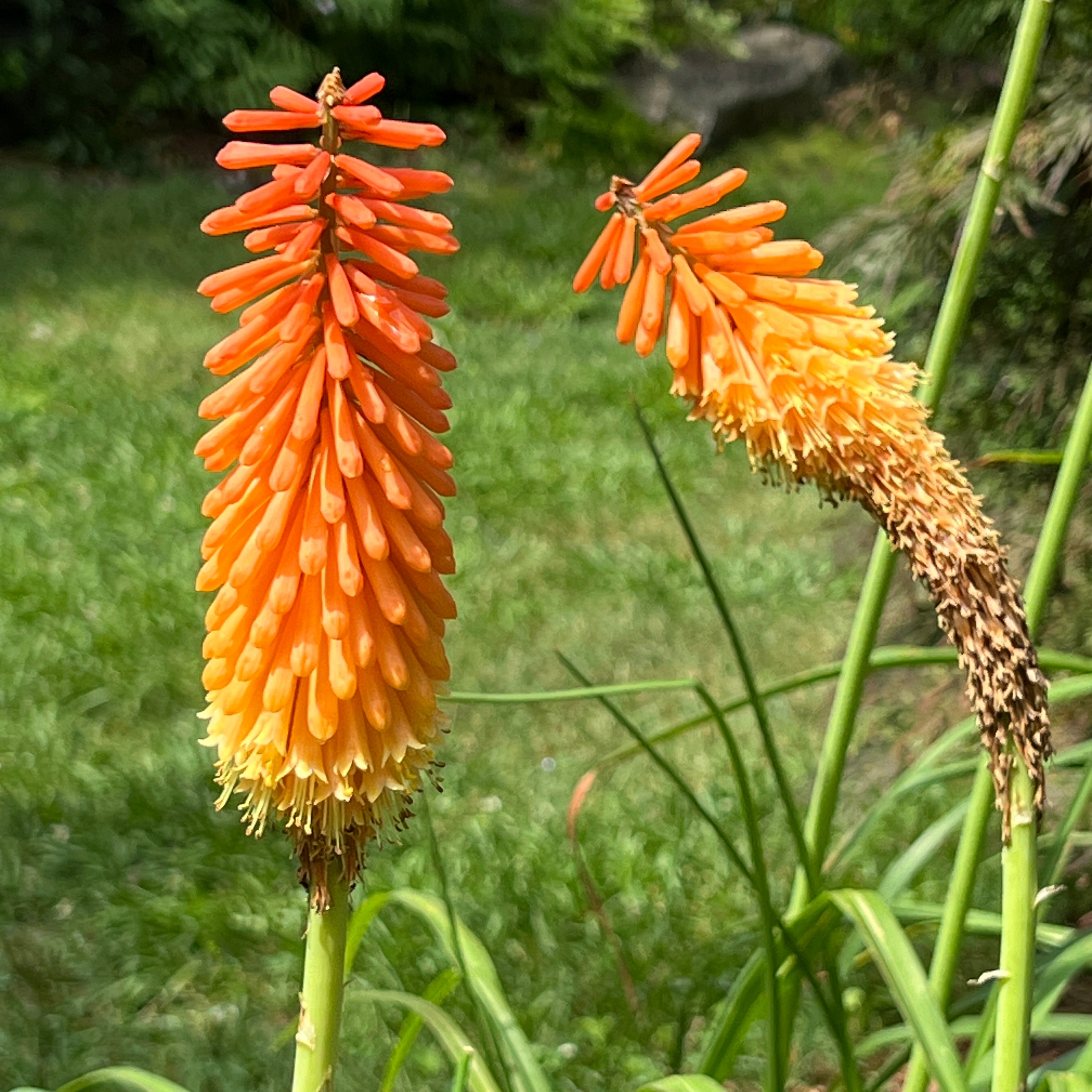 Red Hot Poker