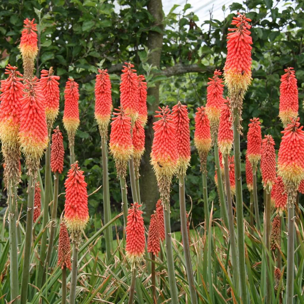 Red Hot Poker