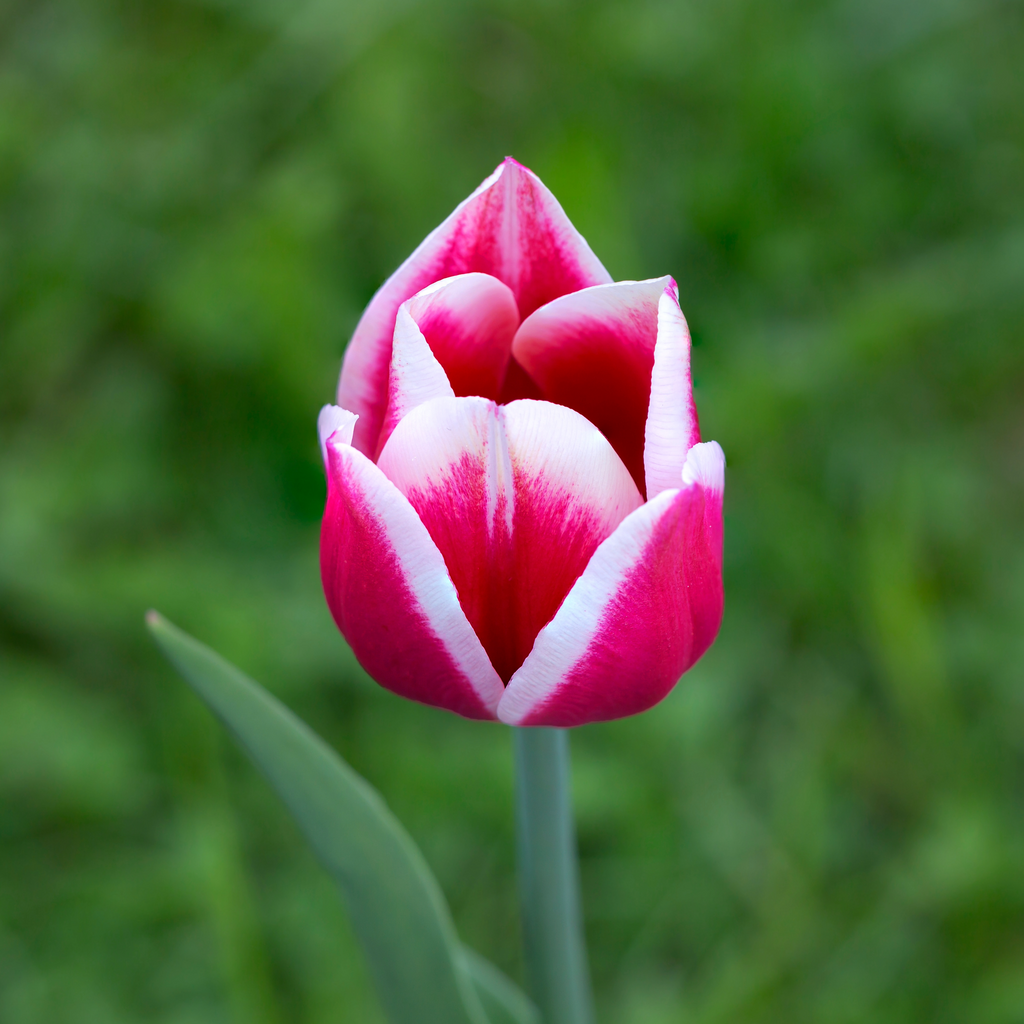 Tulip 'Candy Apple Delight'