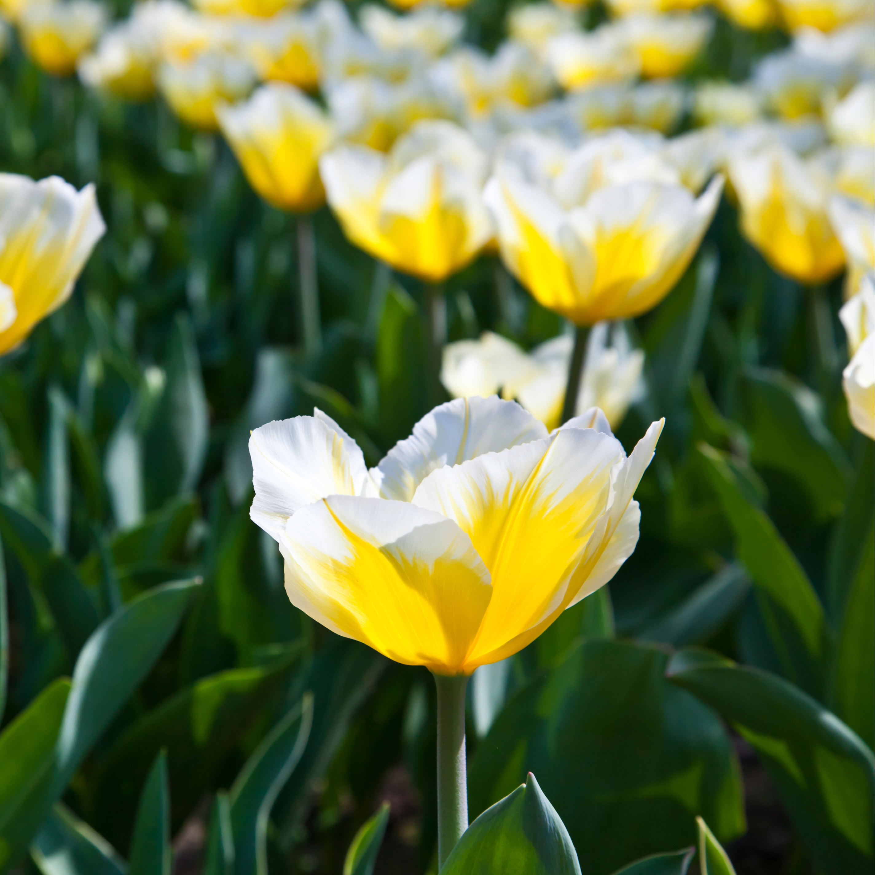 Tulip 'Jaap Groot'