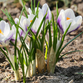 Crocus 'Lady Killer' | Snow Crocus