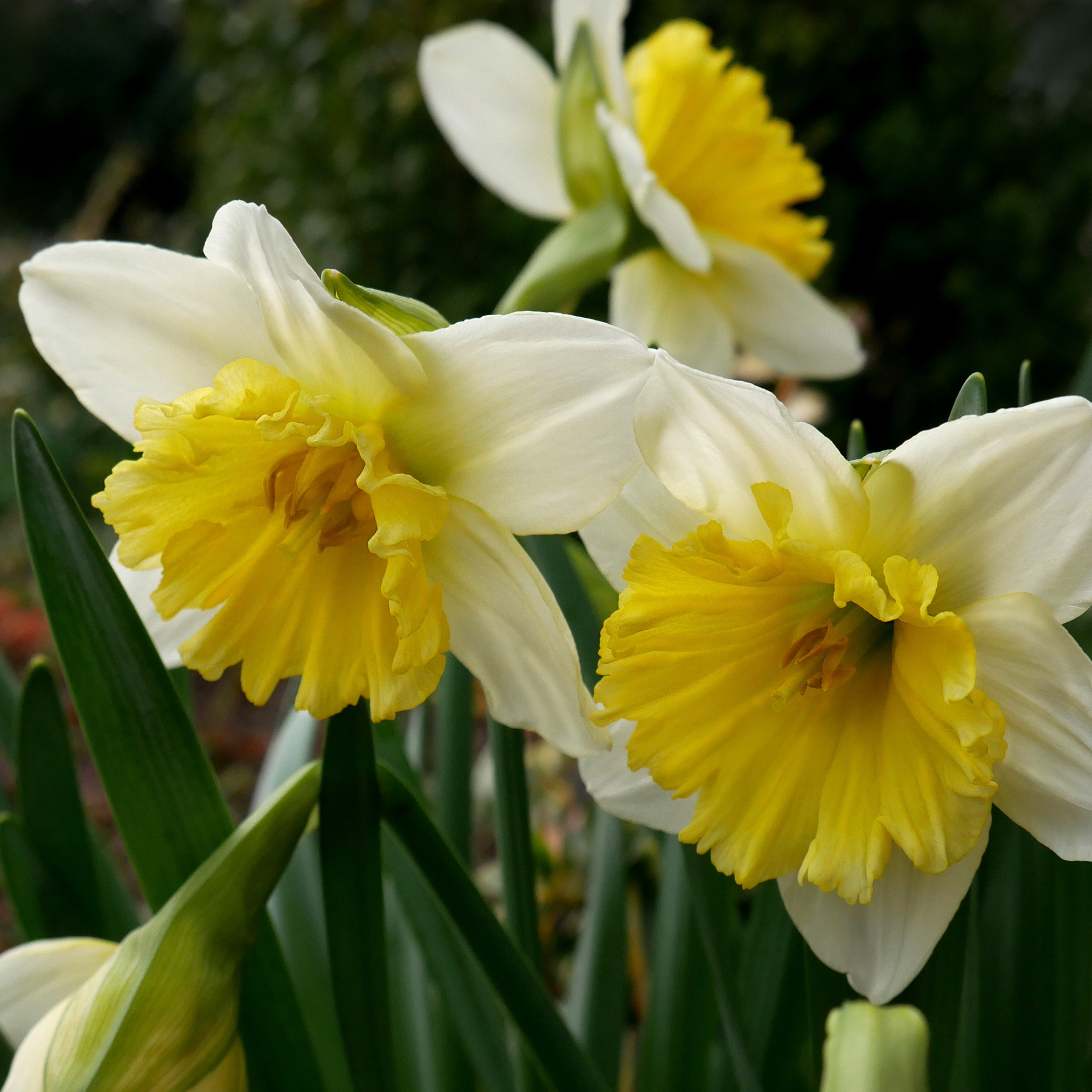 Daffodil 'Las Vegas'