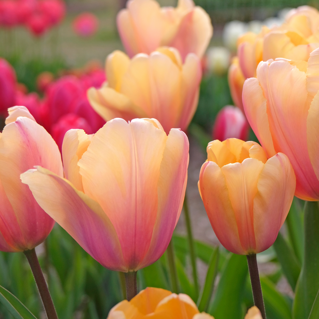 Tulip 'Blushing Impressions' - 20 Bulbs