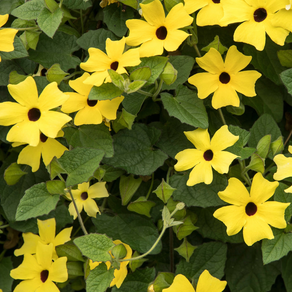 Black-Eyed Susan Vine Hanging Basket