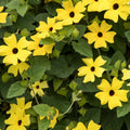 Black-Eyed Susan Vine Hanging Basket