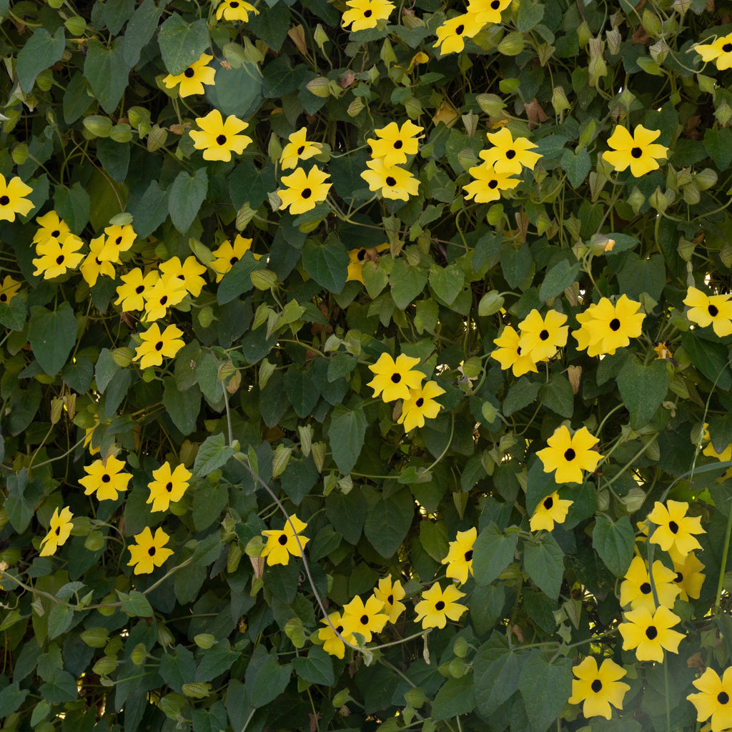 Black-Eyed Susan Vine Hanging Basket