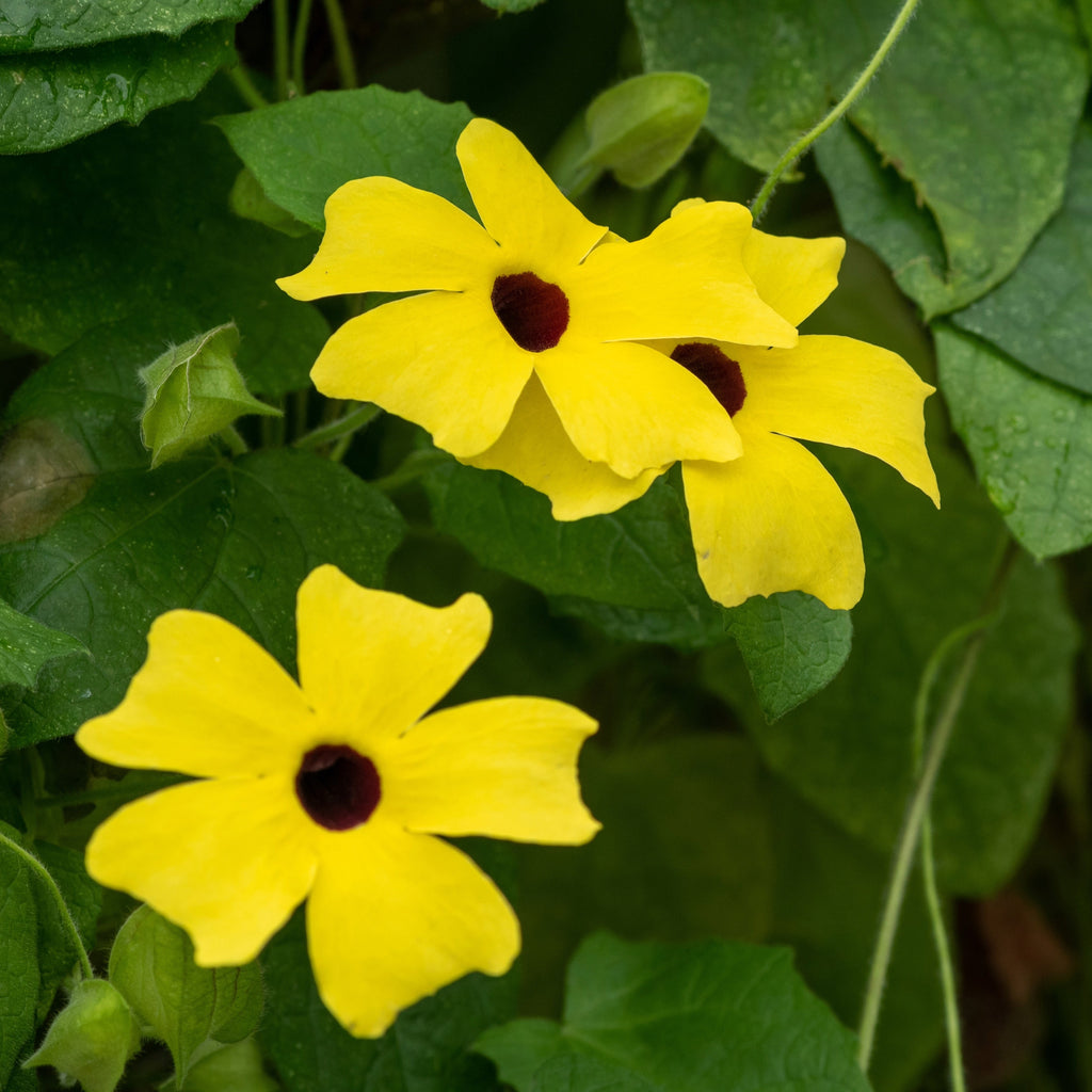 Black-Eyed Susan Vine Hanging Basket
