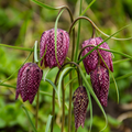 Snake's Head Fritillary - 20 Bulbs