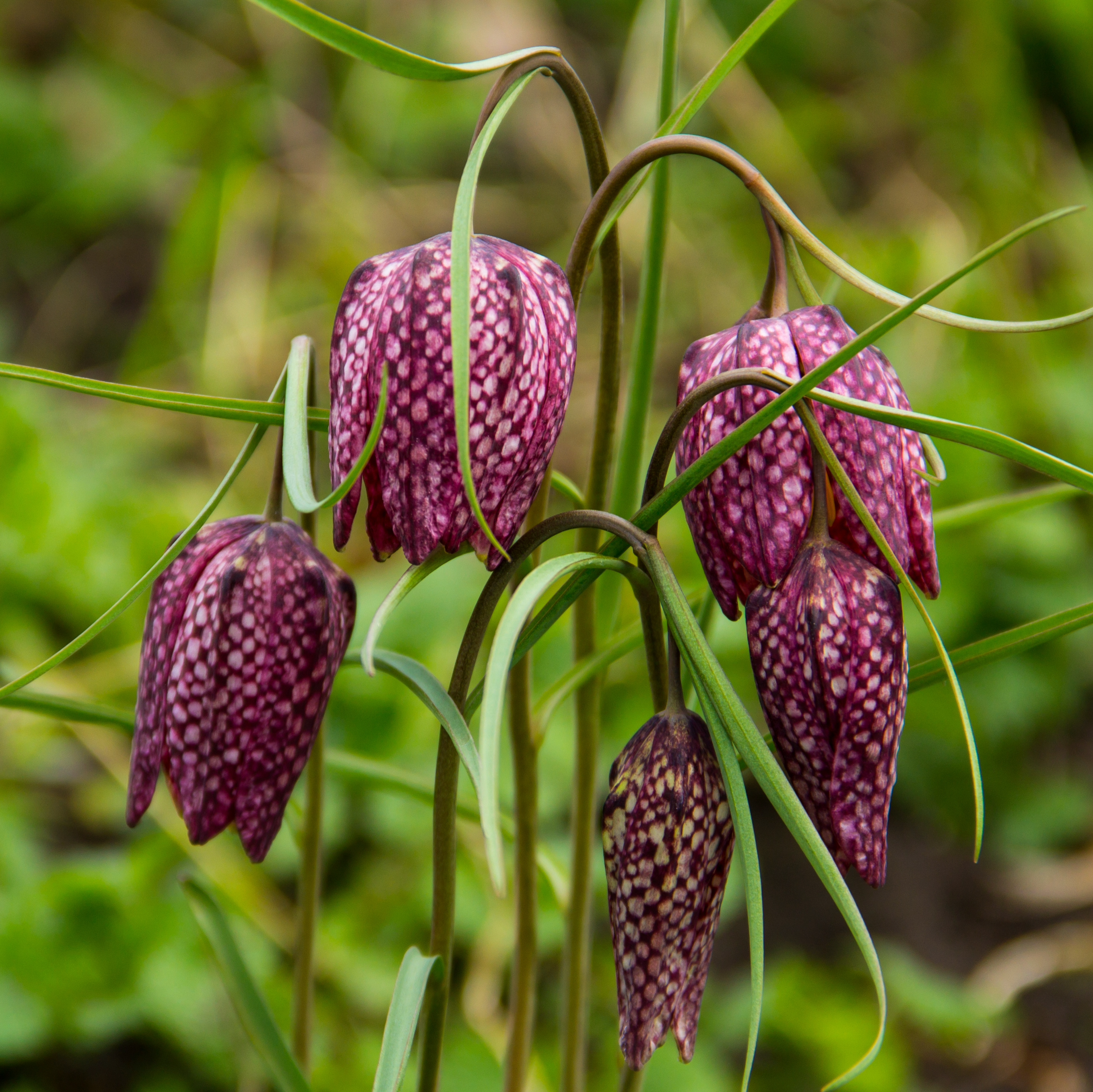 Snake's Head Fritillary - 20 Bulbs