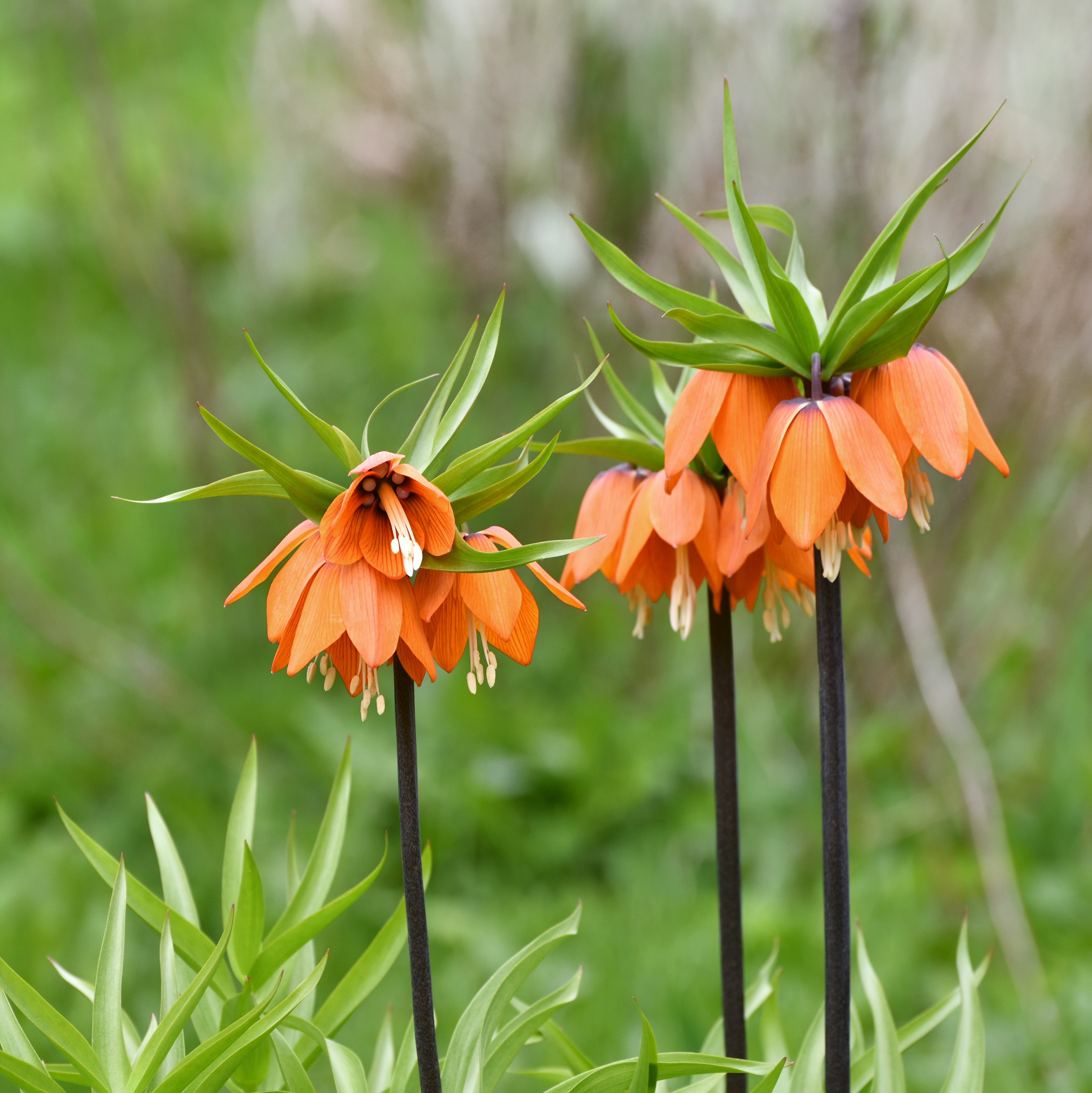 Red Crown Imperial Fritillary - 20 Bulbs