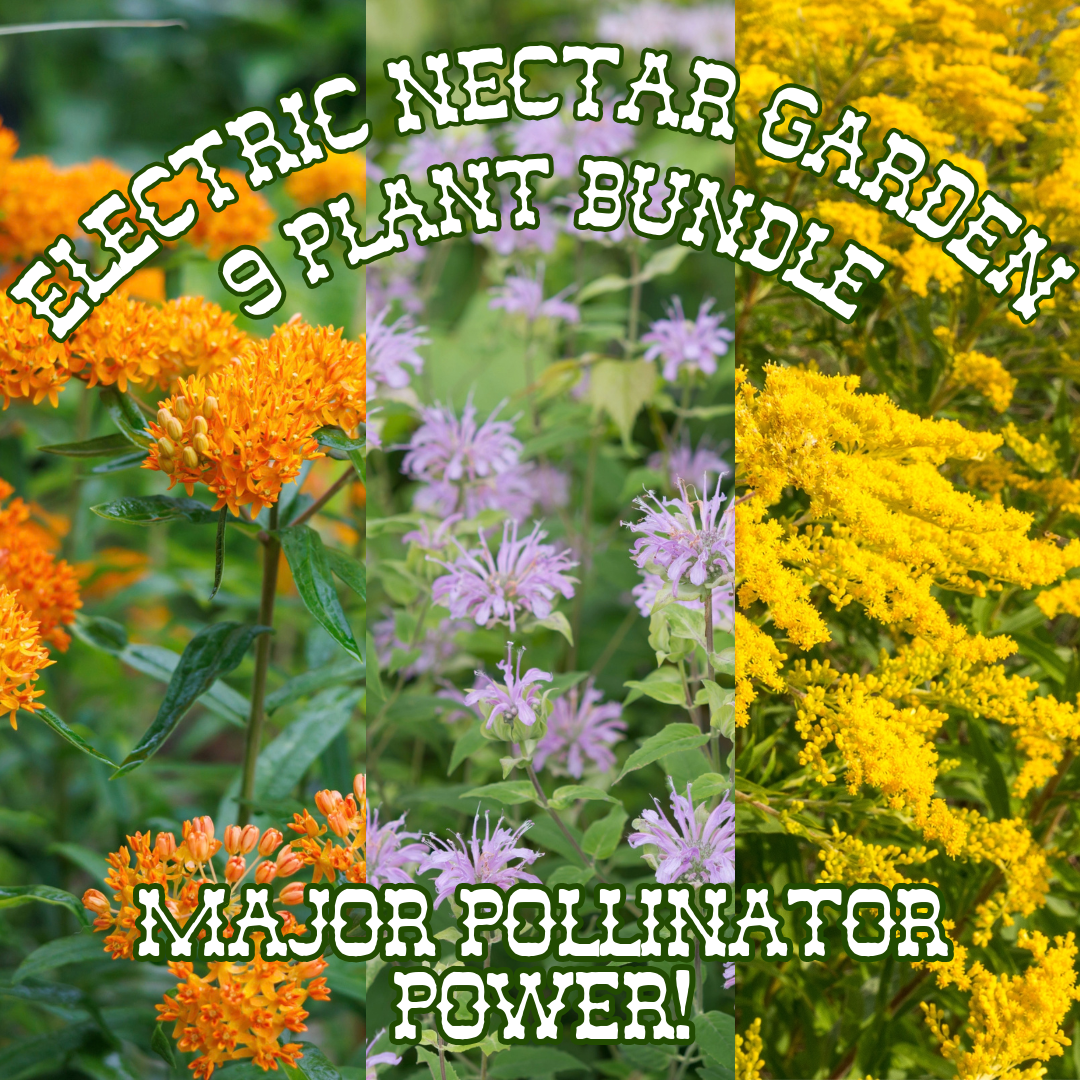 Electric Nectar ~ Pre-Planned Native Garden of 9 Plants