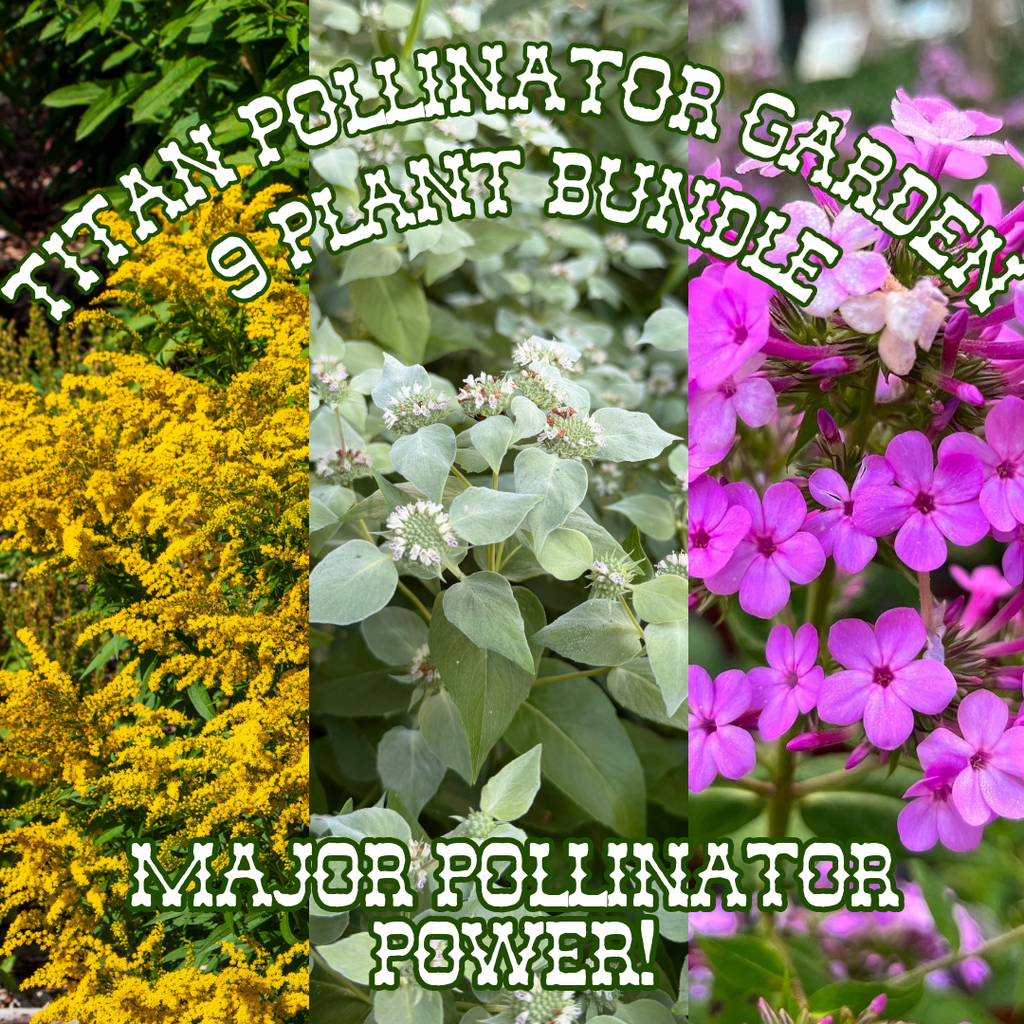 Titan Pollinator ~ Pre-Planned Native Garden of 7 Plants