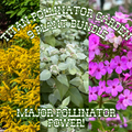 Titan Pollinator ~ Pre-Planned Native Garden of 7 Plants