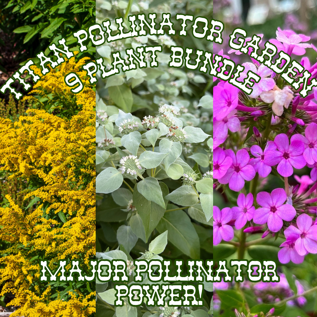 Titan Pollinator ~ Pre-Planned Native Garden of 7 Plants