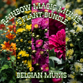 Rainbow Magic Mums