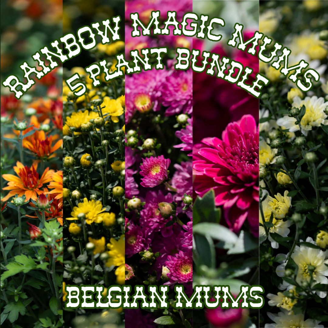 Rainbow Magic Mums