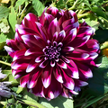 Dahlia Yarra Falls | Premium Decorative Dahlia