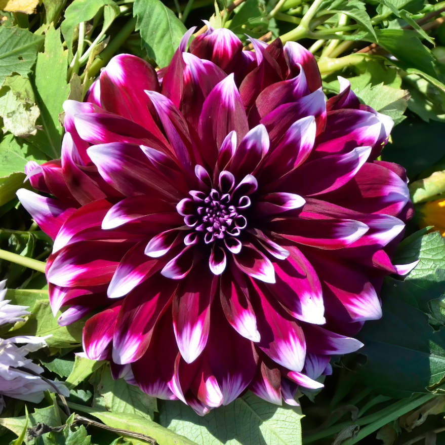 Dahlia Yarra Falls | Premium Decorative Dahlia