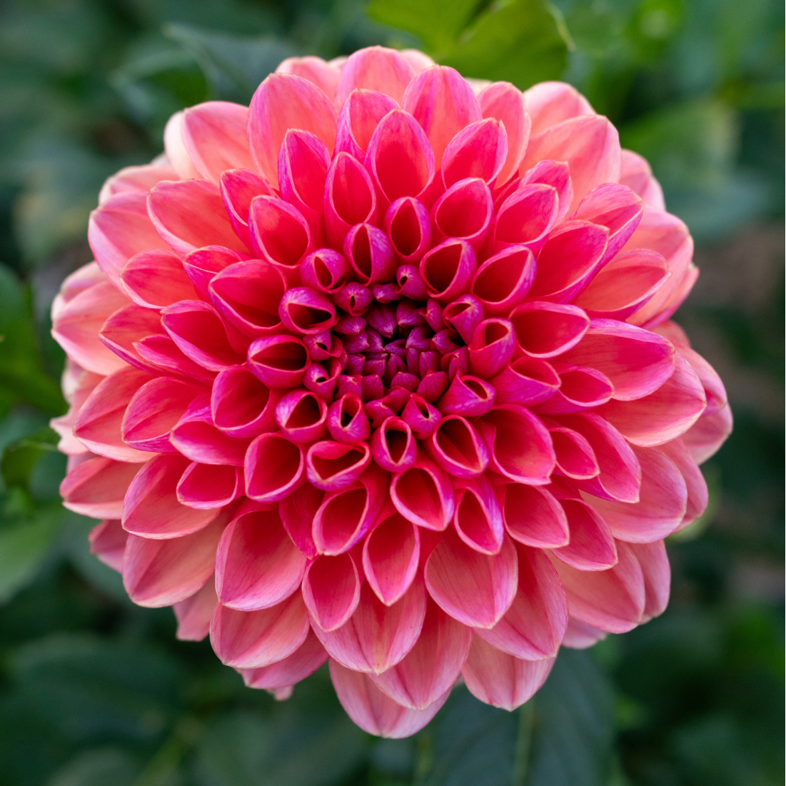Dahlia Daisy Duke | Premium Decorative Dahlia