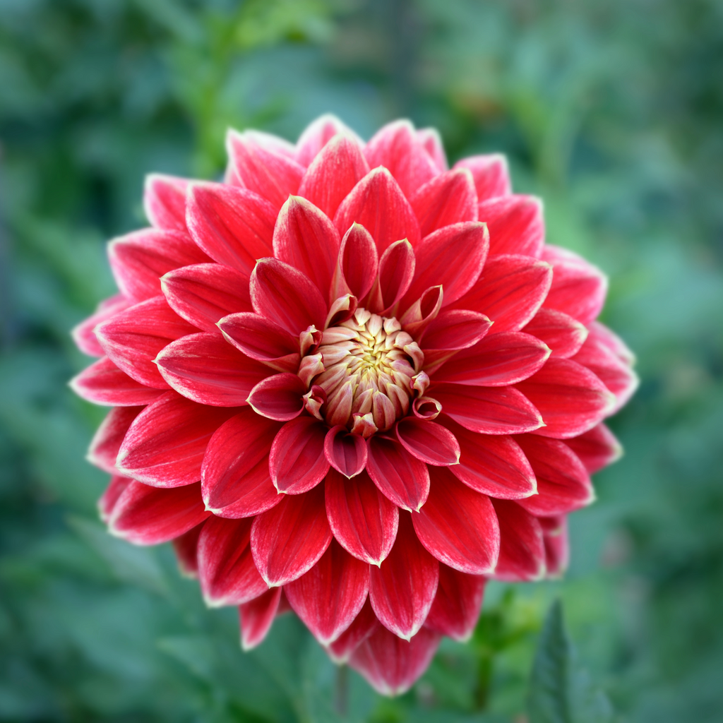 Dahlia Dutch Carnival | Premium Decorative Dahlia