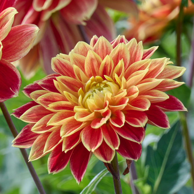 Dahlia Dutch Carnival | Premium Decorative Dahlia