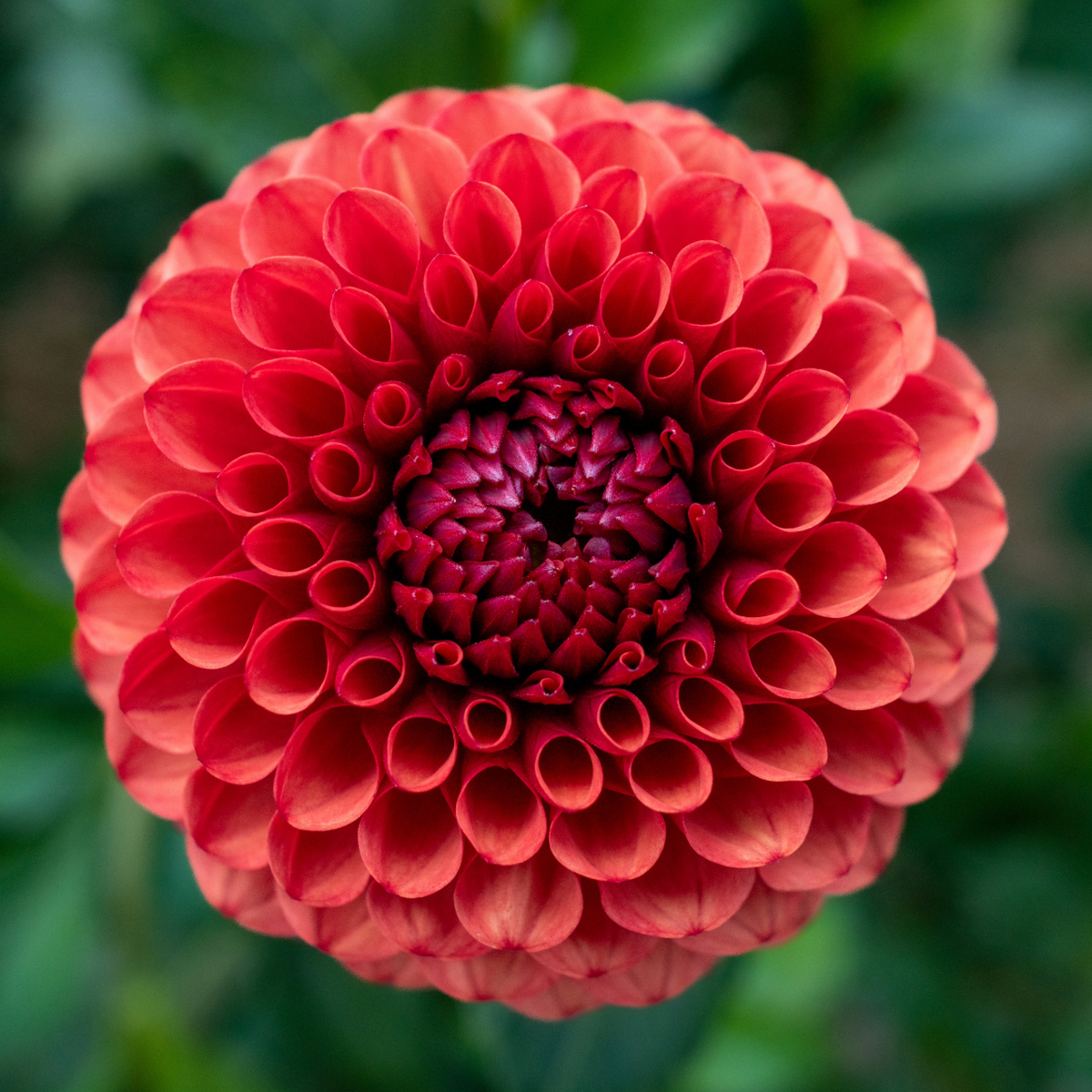 Dahlia Brown Sugar | Ball Dahlia