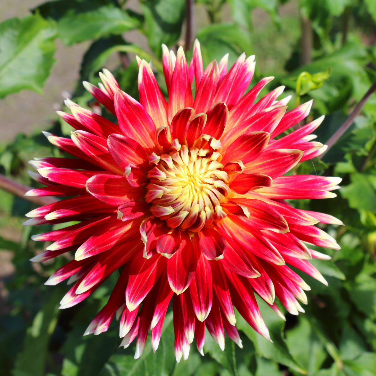 Dahlia Akita | Decorative Dahlia