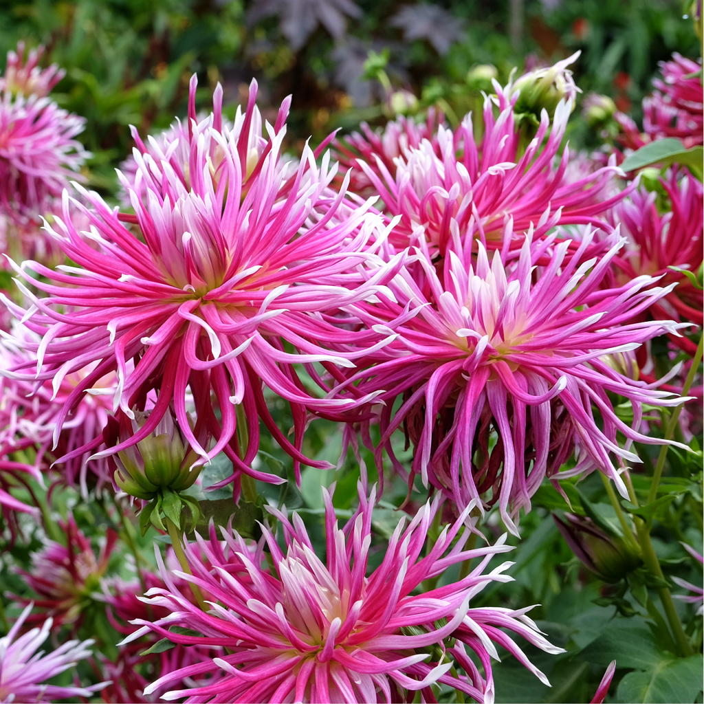 Dahlia 'Hollyhill Spider Woman' | Cactus Dahlia