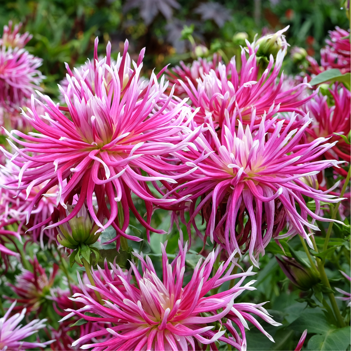 Dahlia 'Hollyhill Spider Woman' | Cactus Dahlia