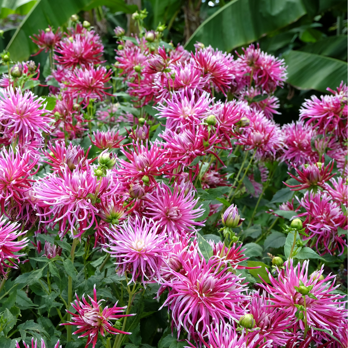 Dahlia 'Hollyhill Spider Woman' | Cactus Dahlia