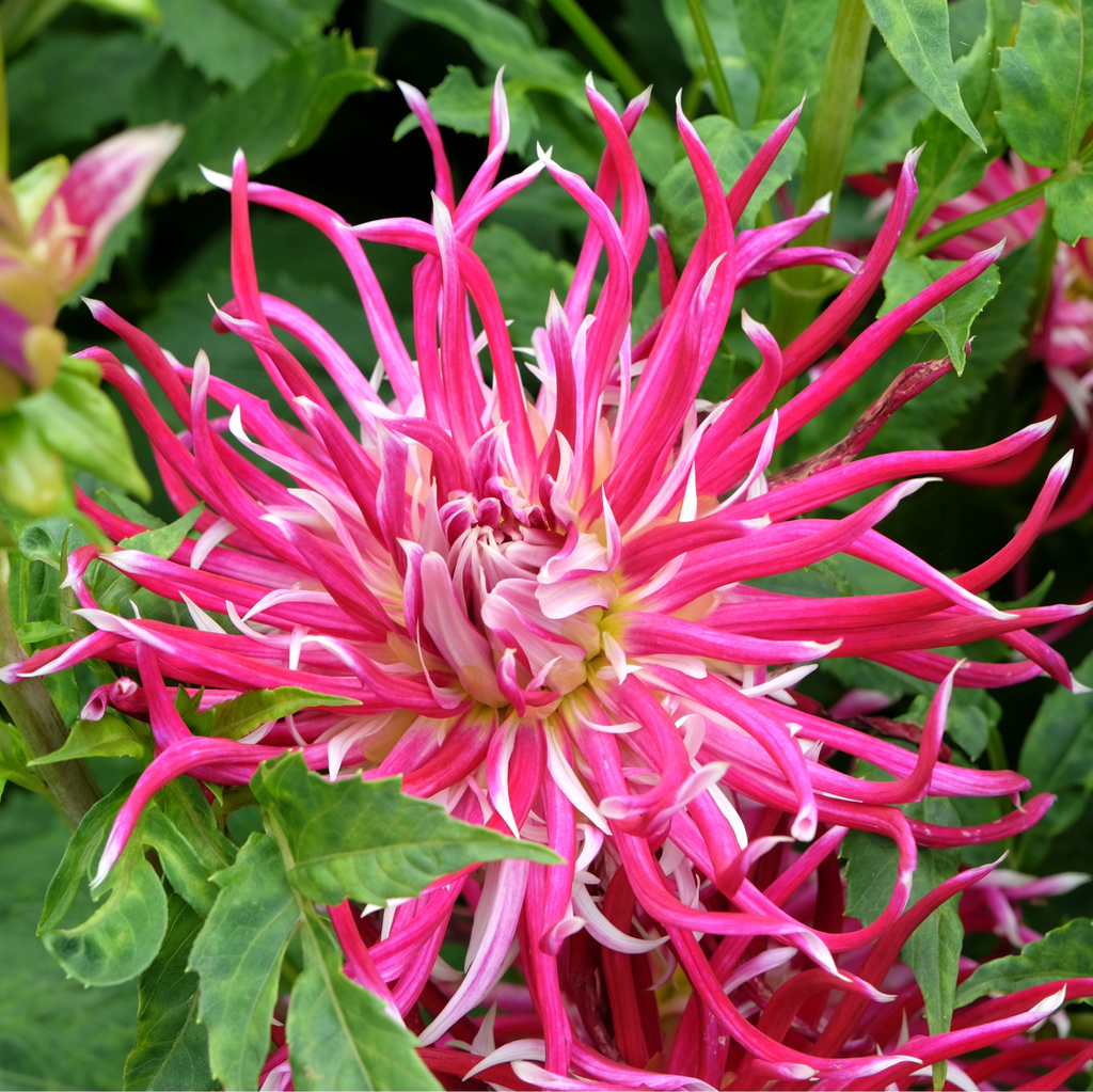 Dahlia 'Hollyhill Spider Woman' | Cactus Dahlia