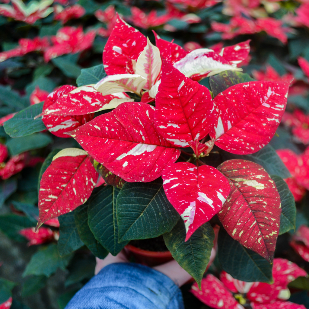 Poinsettia 'Tinsel Town' - PREORDER