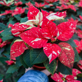 Poinsettia 'Tinsel Town' - PREORDER