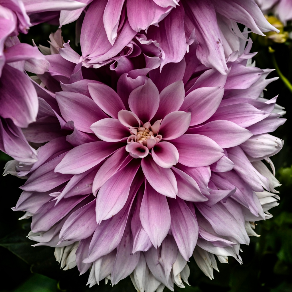 Dahlia Lavender Ruffles | Premium Dinnerplate Dahlia