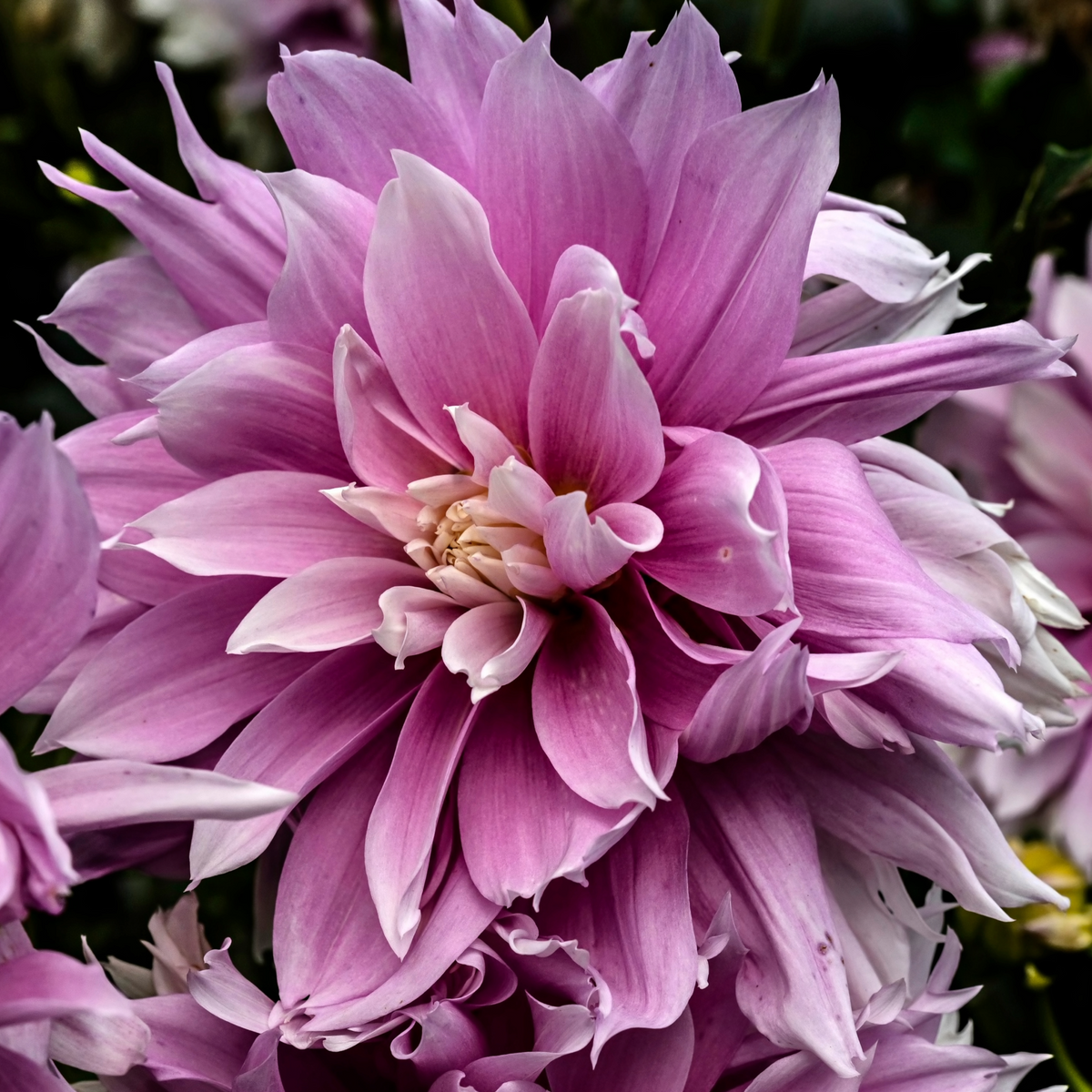 Dahlia Lavender Ruffles | Premium Dinnerplate Dahlia