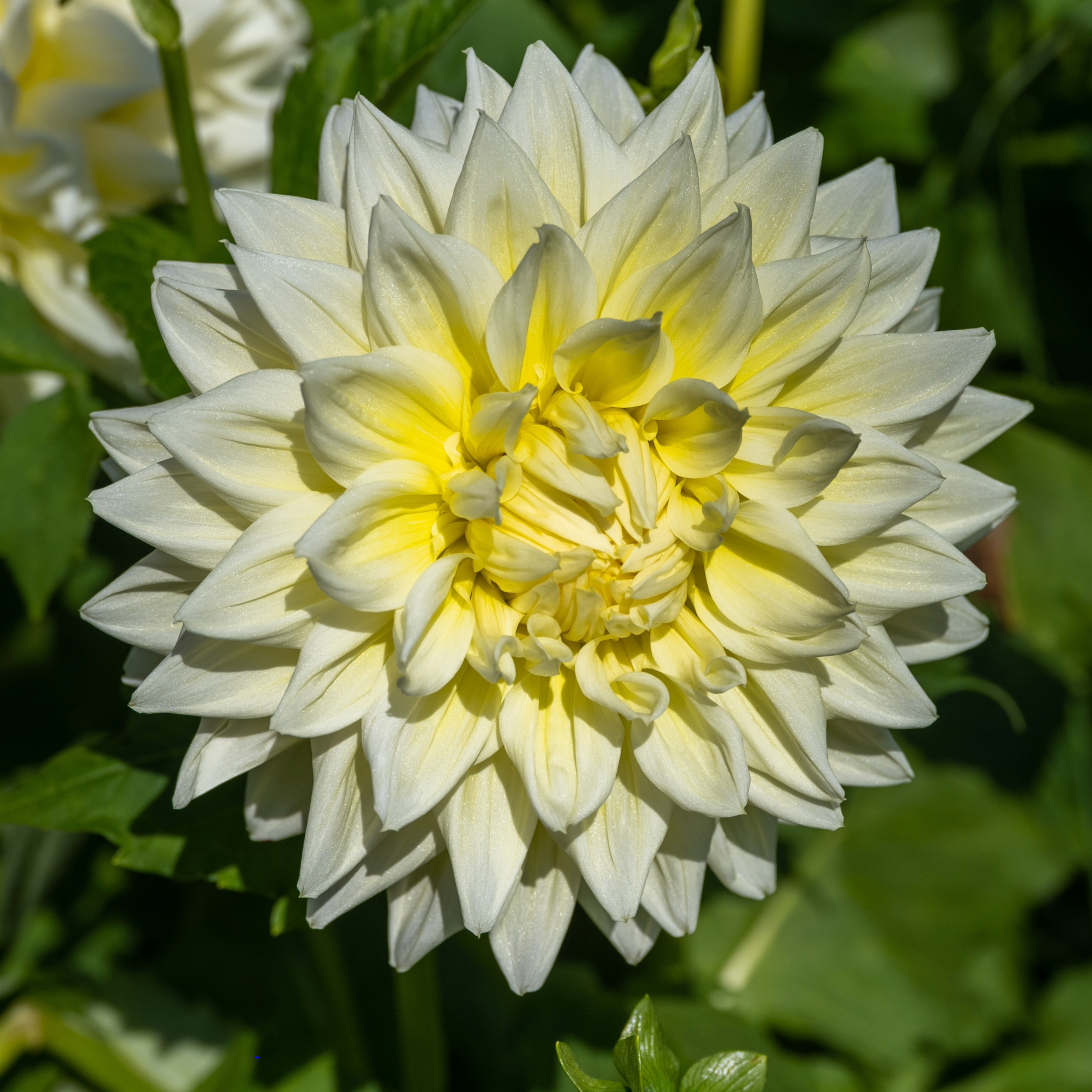 Dahlia Alva's Supreme | Dinnerplate Dahlia