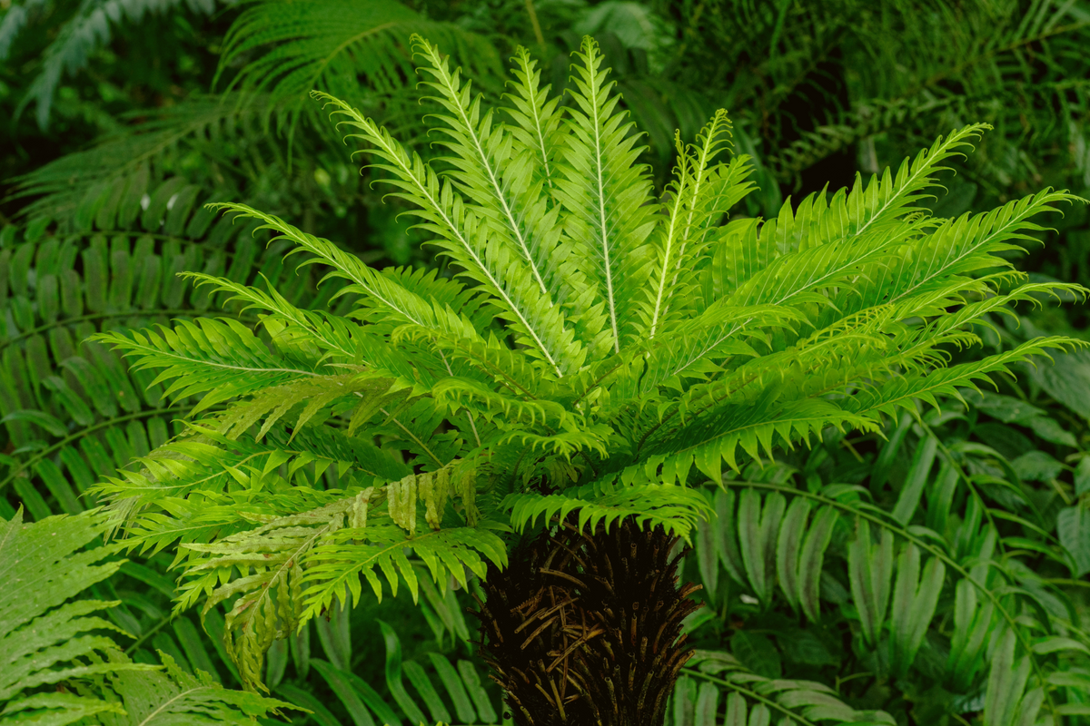 Silver Lady Tree Fern | Blechnum gibbum