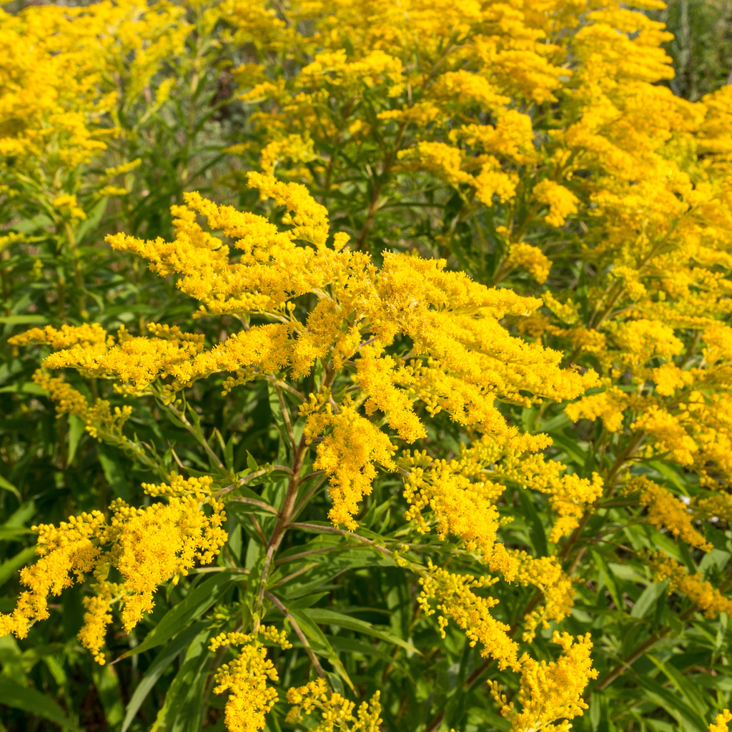 Goldenrod 'Little Miss Sunshine'