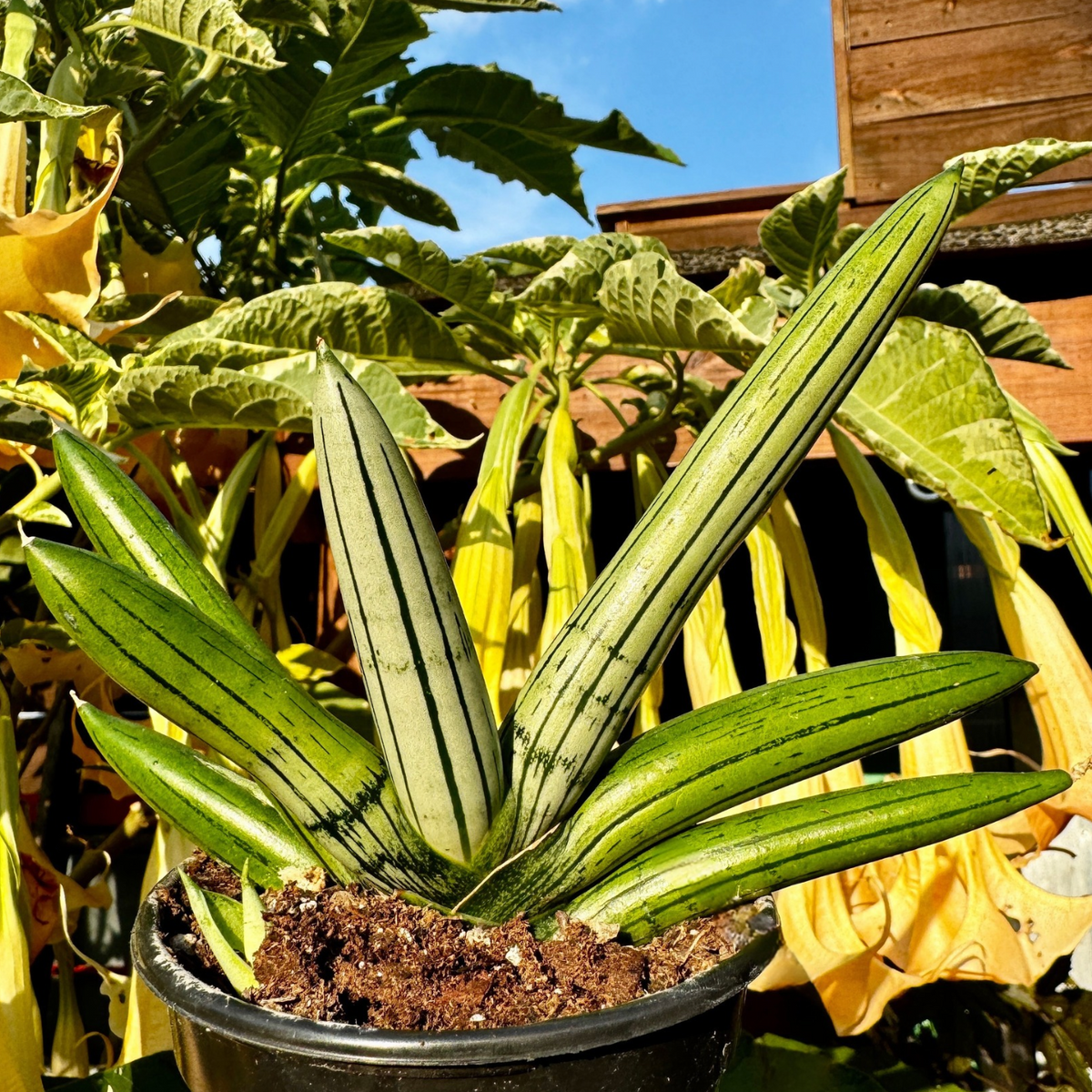Snake Plant | Sansevieria 'Ice Man'