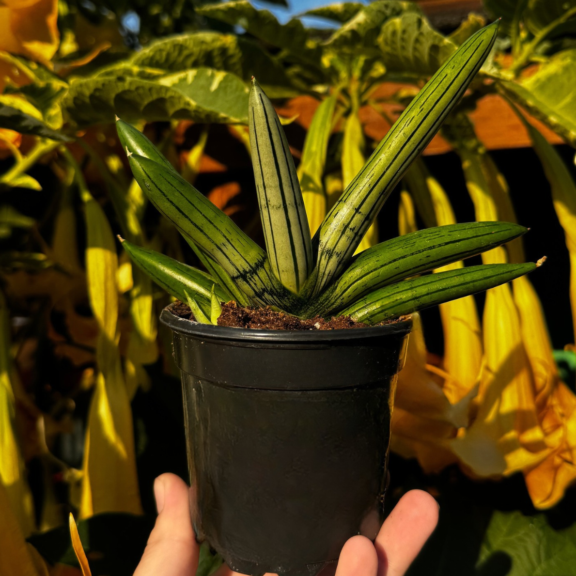 Snake Plant | Sansevieria 'Ice Man'