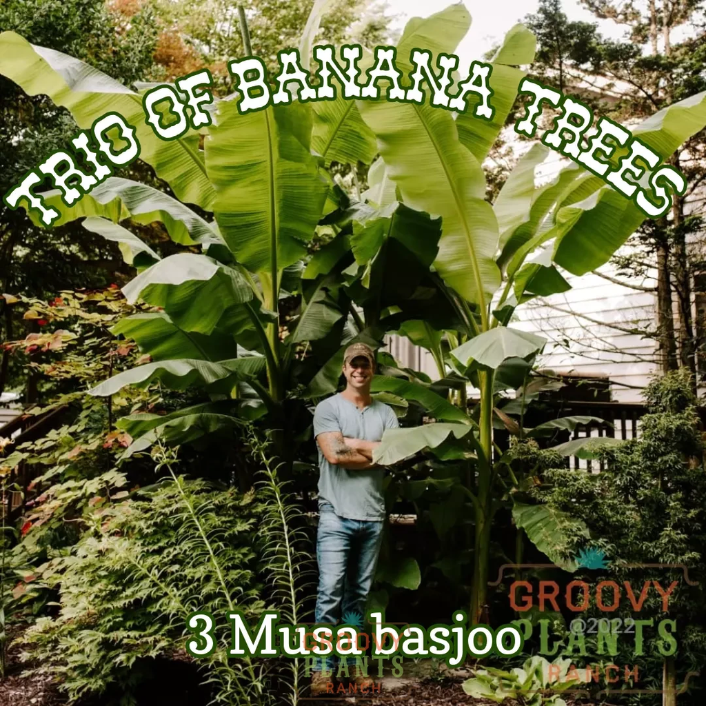 Ohio Winter Hardy Banana ~ Trio of 3 Hefty Plants for Preorder