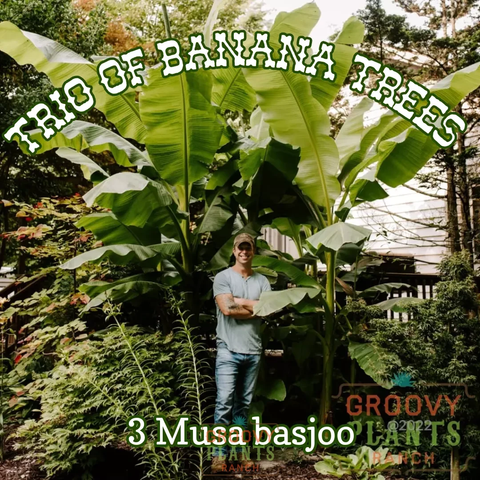 Ohio Winter Hardy Banana ~ Trio of 3 Hefty Plants for Preorder
