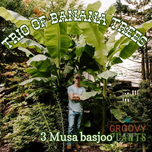 Ohio Winter Hardy Banana ~ Trio of 3 Hefty Plants for Preorder