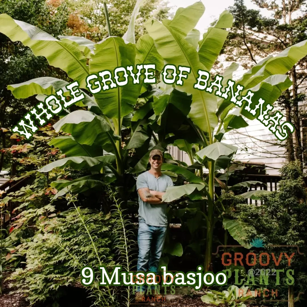 Ohio Winter Hardy Banana ~ Whole Grove of 9 Hefty Plants for Preorder