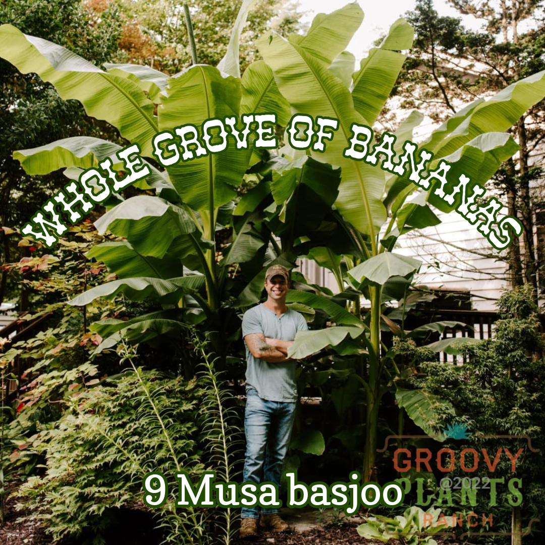 WHOLE GROVE Ohio Winter Hardy Banana (9 Large Plants) | Preorder