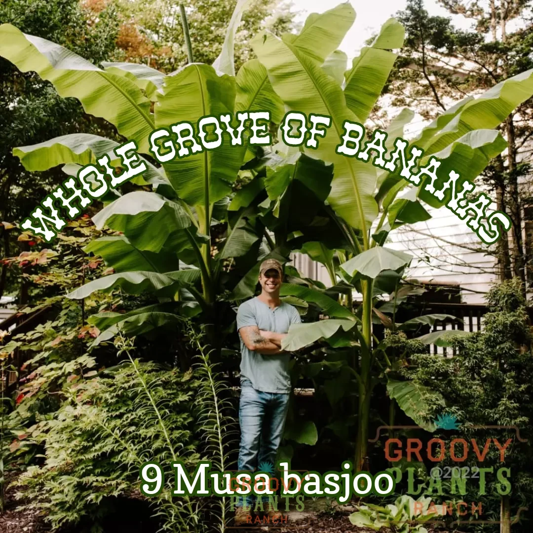 Ohio Winter Hardy Banana ~ Whole Grove of 9 Hefty Plants for Preorder