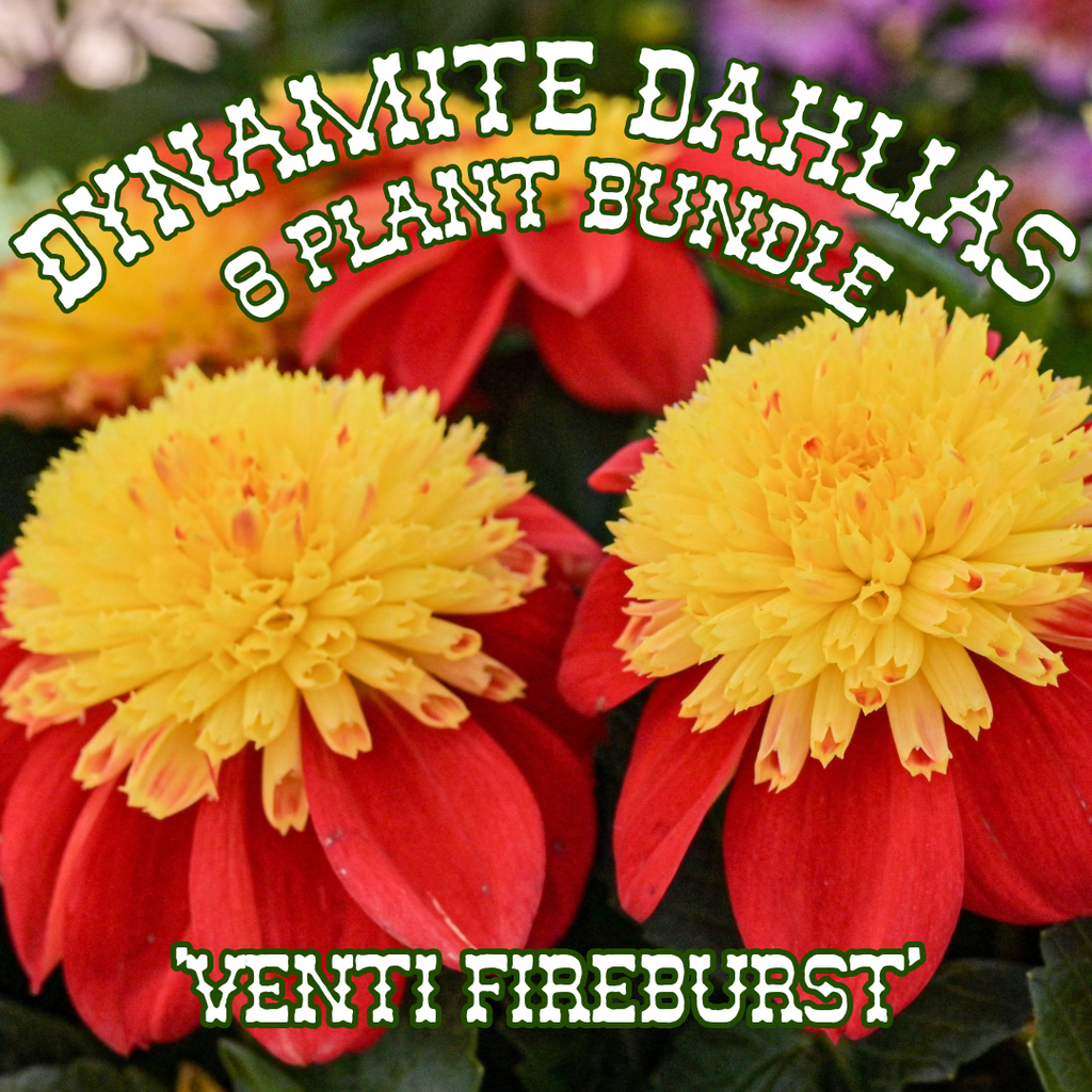Dahlia 'Venti FireBurst' ~ Dynamite Bundle of 8 Hefty Plants for Preorder