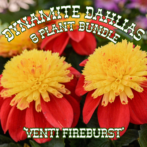 Dahlia 'Venti FireBurst' ~ Dynamite Bundle of 8 Hefty Plants for Preorder